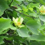 Ľaliovník tulipánokvetý (Liriodendron tulipifera) ´TULIPANOVEC´ - výška 200-250 cm, obvod kmeňa 6/8 cm, kont. C18L
